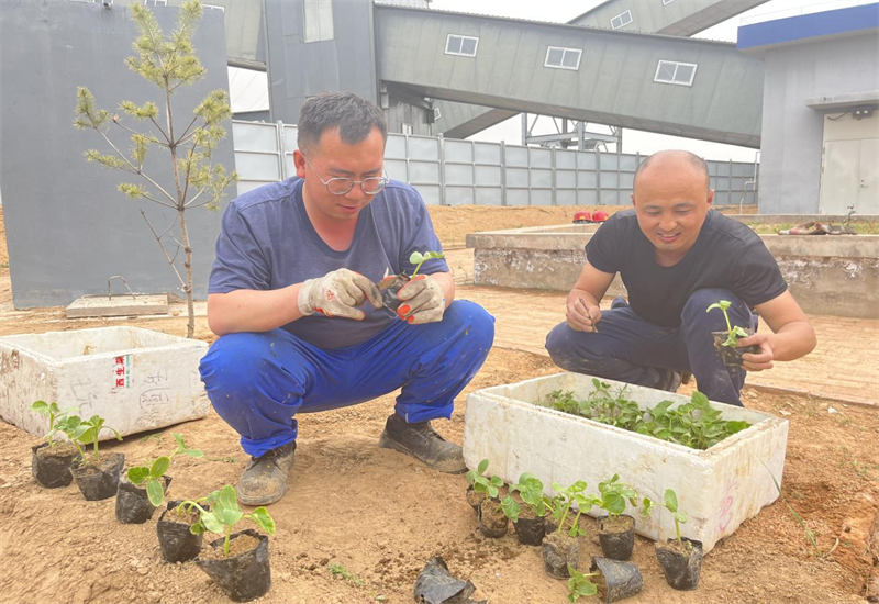 選煤公司：開墾職工“小菜園” 為職工健康“加餐”